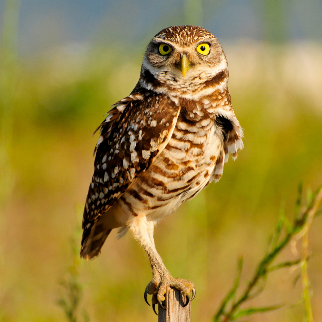 Rising from the Underground: The Burrowing Owl Conservation Efforts by Wilder Institute